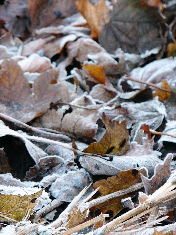 Winter leaves.jpg